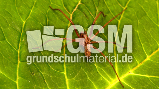 Winkelhausspinne (3).jpg